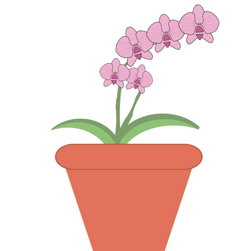 Orchid plant design
