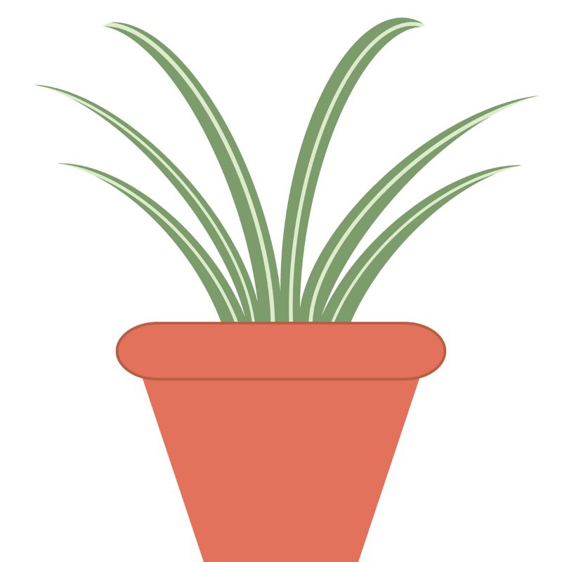 Spider plant design